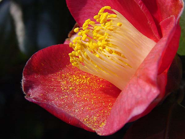 dsc00691c