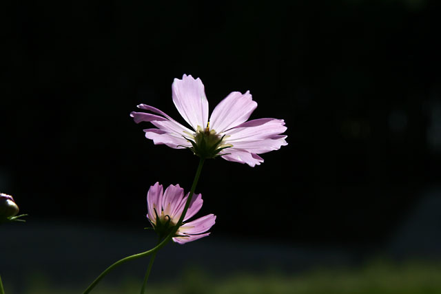img17539.jpg
