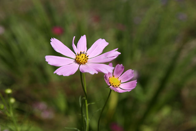 img17560.jpg